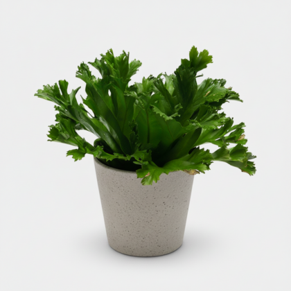 Wavy Bird’s Nest Fern